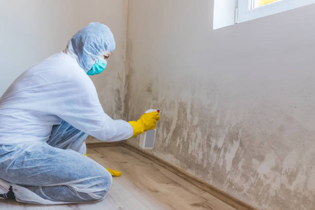 Professional Mold Inspection, Removal & Remediation in Rugby, ND