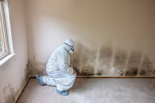 Environmental Consulting for Mold Prevention in Rugby, ND